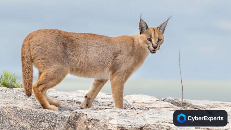 GoCaracal Malware Uses Ethereum Smart Contract to Fetch Replacement C2 Address
